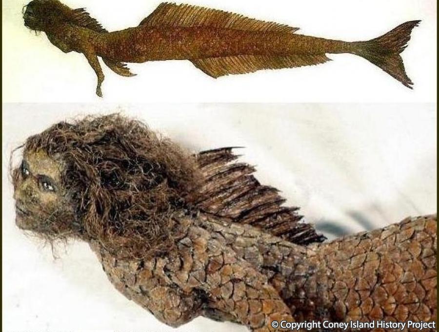 Fiji Mermaid. Photo © Takeshi Yamada.