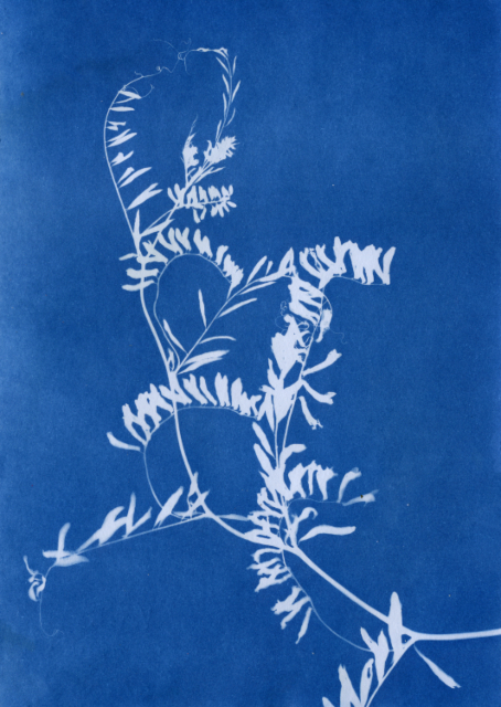 Cyanotype by Amanda Deutch